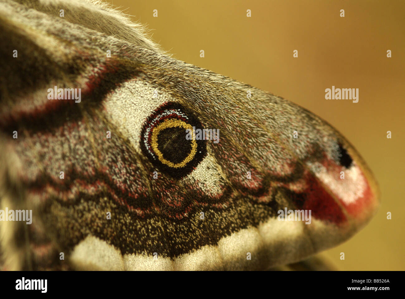 Close up of an female emperor moth's wing - Saturnia pavonia Stock Photo