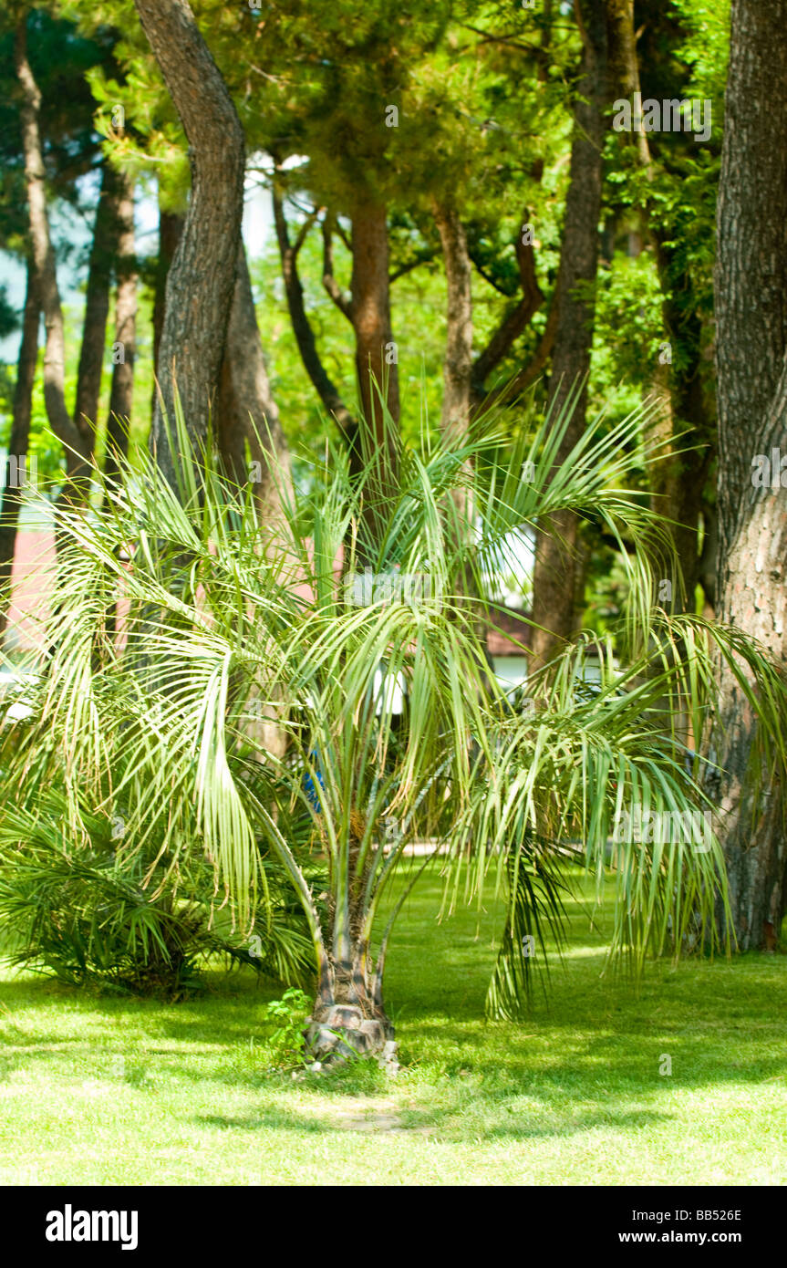 Lush tropical island dense hi-res stock photography and images - Alamy