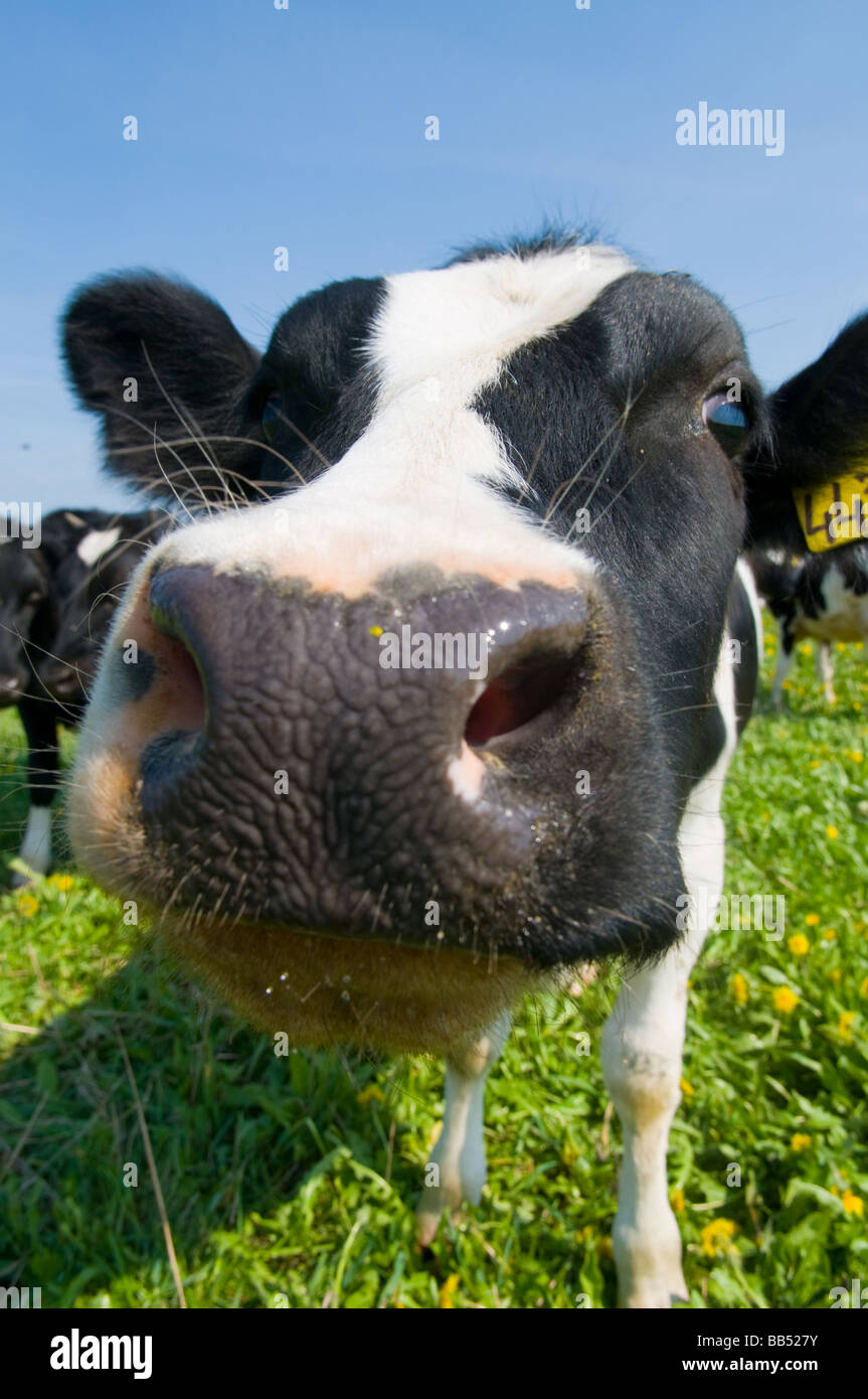 cow on meadow Stock Photo - Alamy