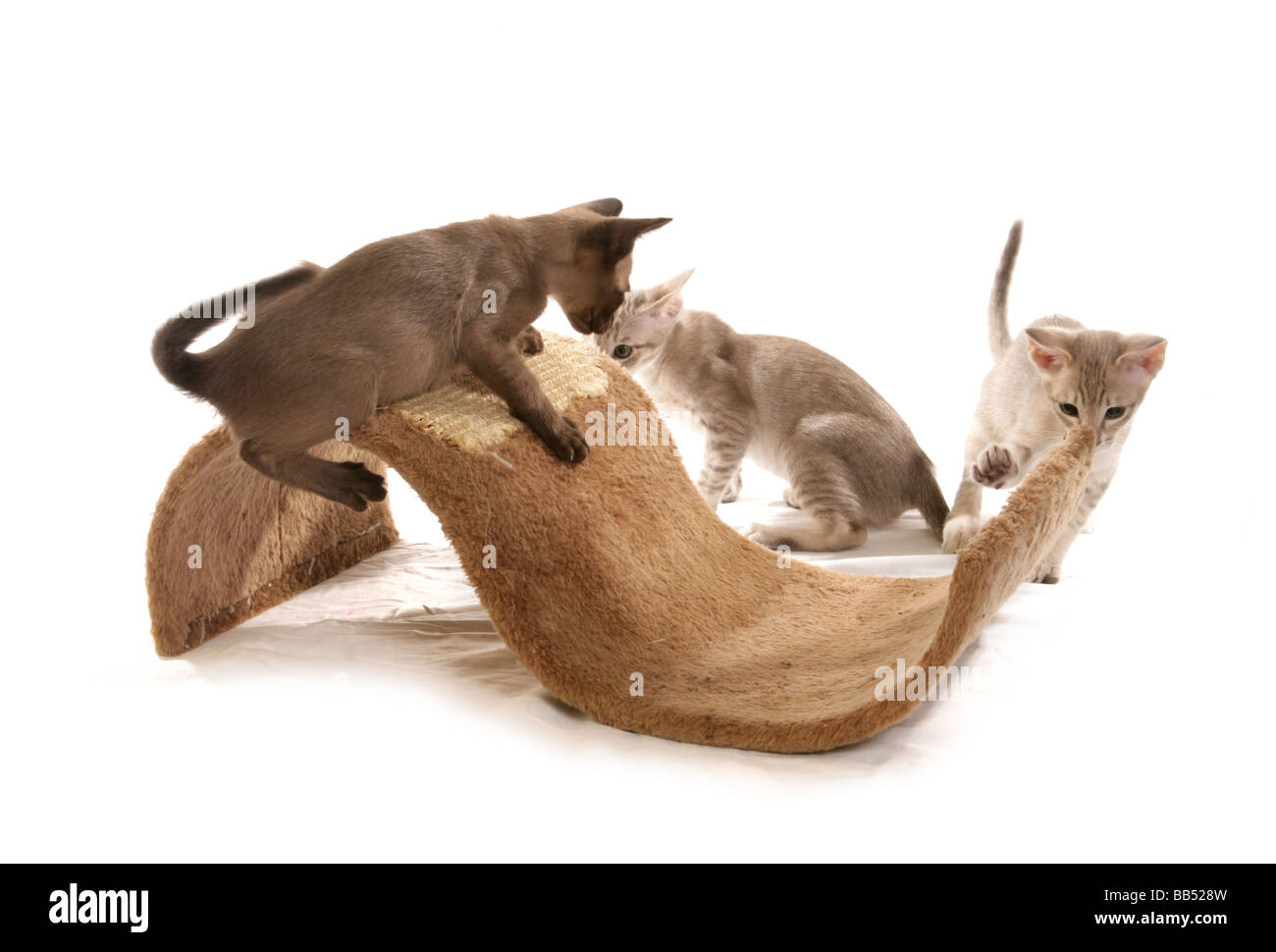 three tonkinese kittens playing portrait studio Stock Photo