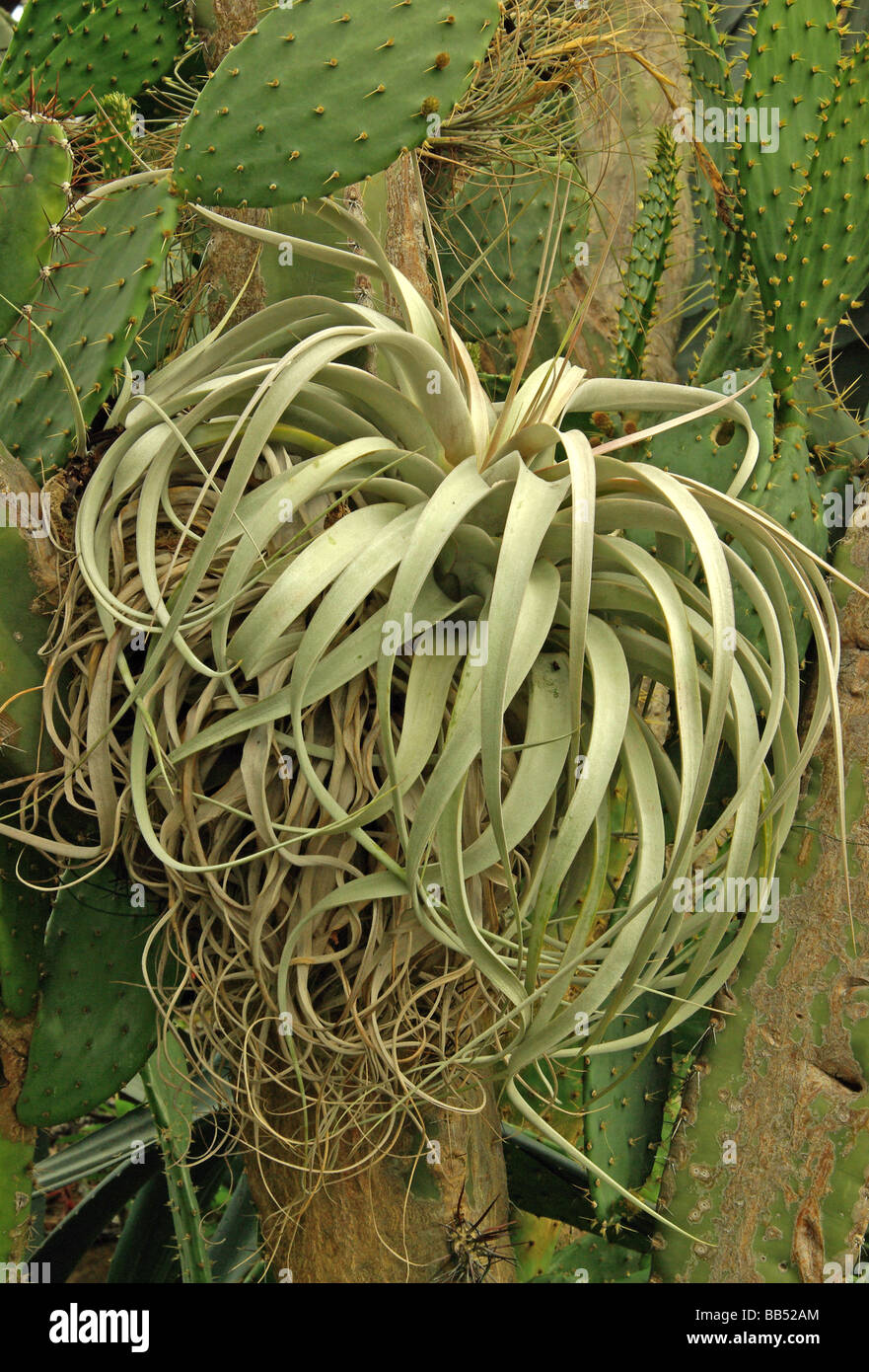 Tillandsia Xerographica High Resolution Stock Photography and Images ...