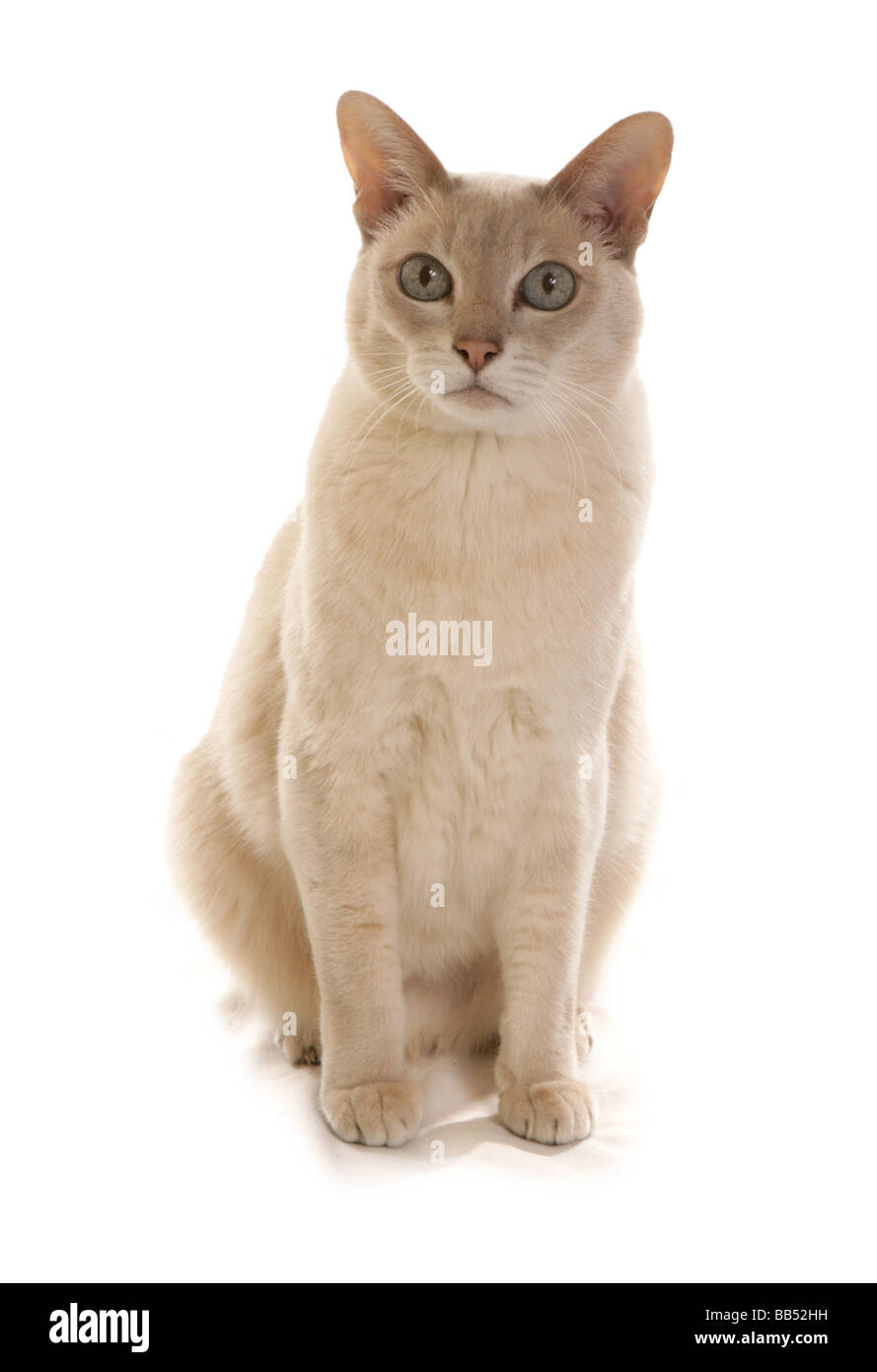 Tonkinese Lilac based Caramel Tabby Mink adult cat Sitting portrait