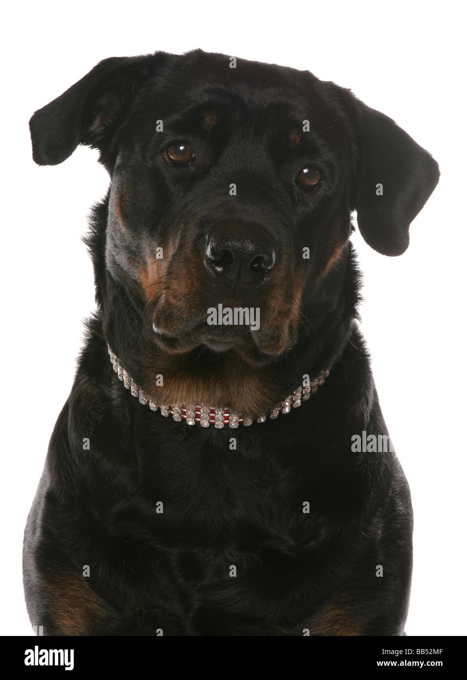 Rotty hi-res stock photography and images - Page 2 - Alamy, image size:956x1390