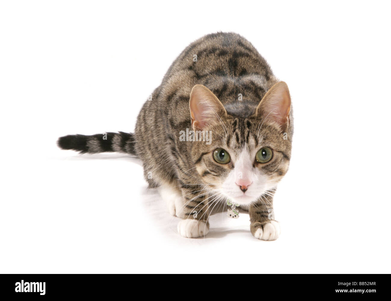 tabby cat stalking portrait studio Stock Photo - Alamy