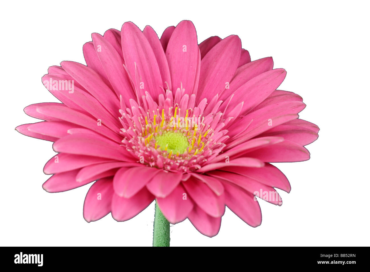 wonderfull pink flower Gerbera close up Stock Photo