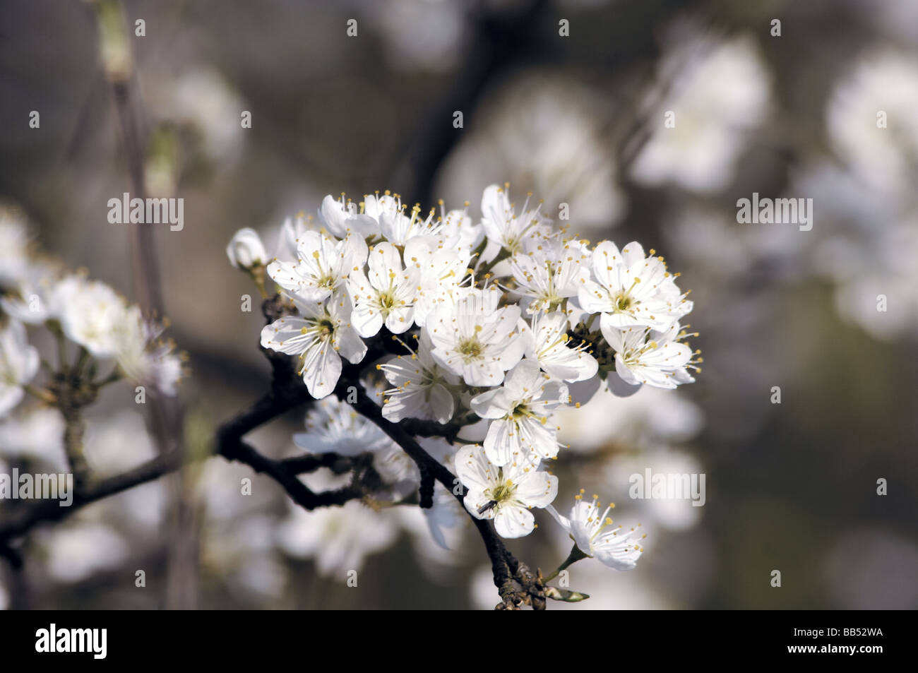 a nica flowered apple tree Stock Photo