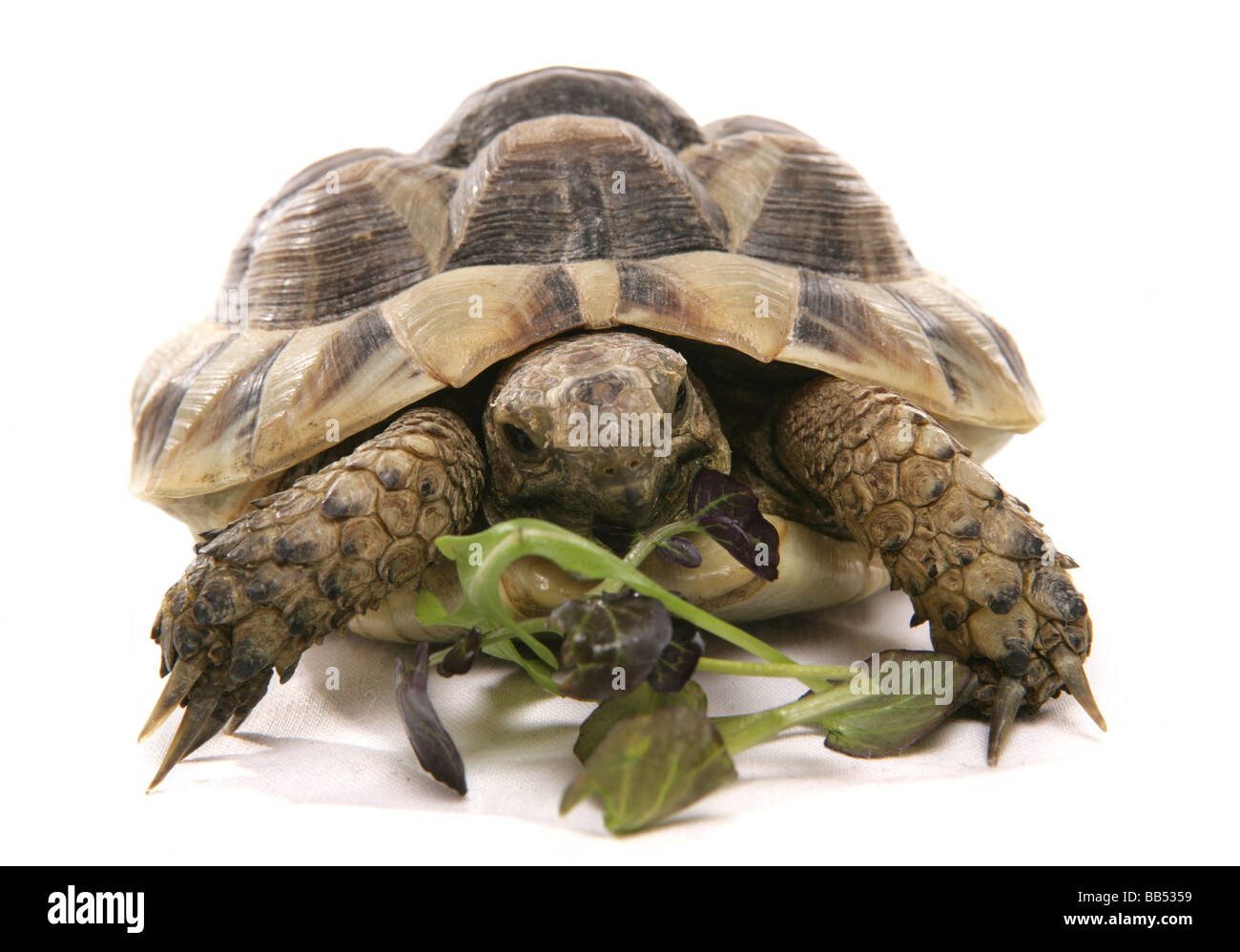 hermann tortoise eating portrait in a studio Stock Photo Alamy
