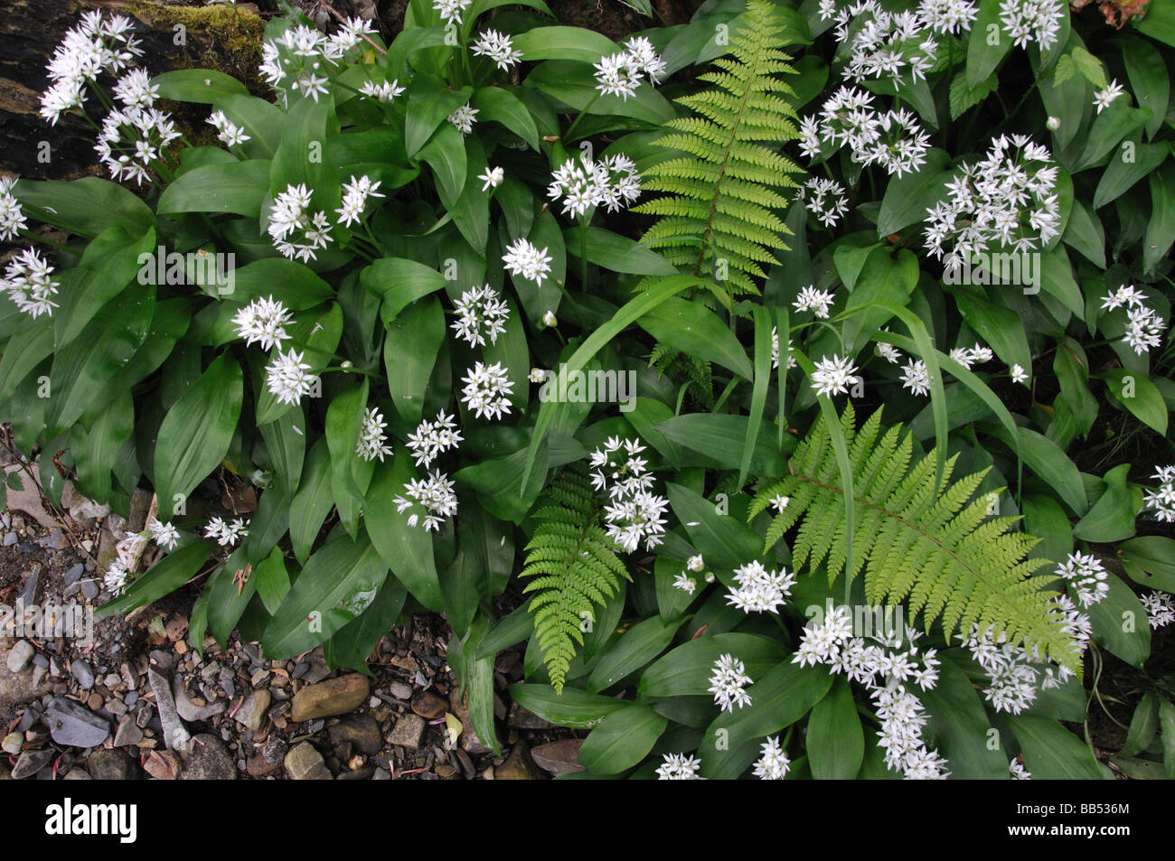 Ramsons and fern Stock Photo