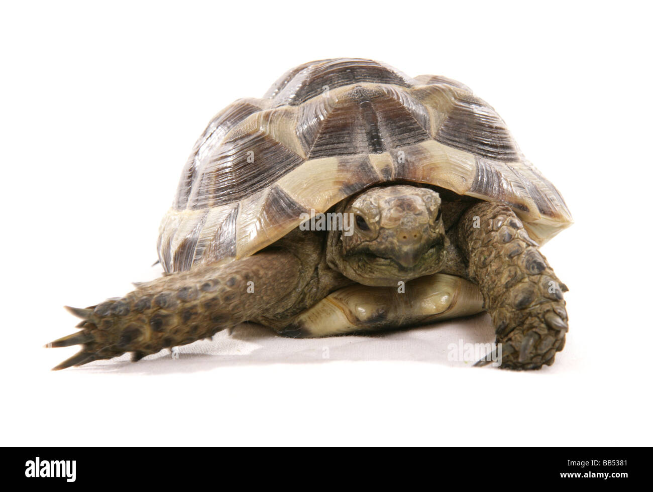 hermann tortoise portrait in a studio Stock Photo