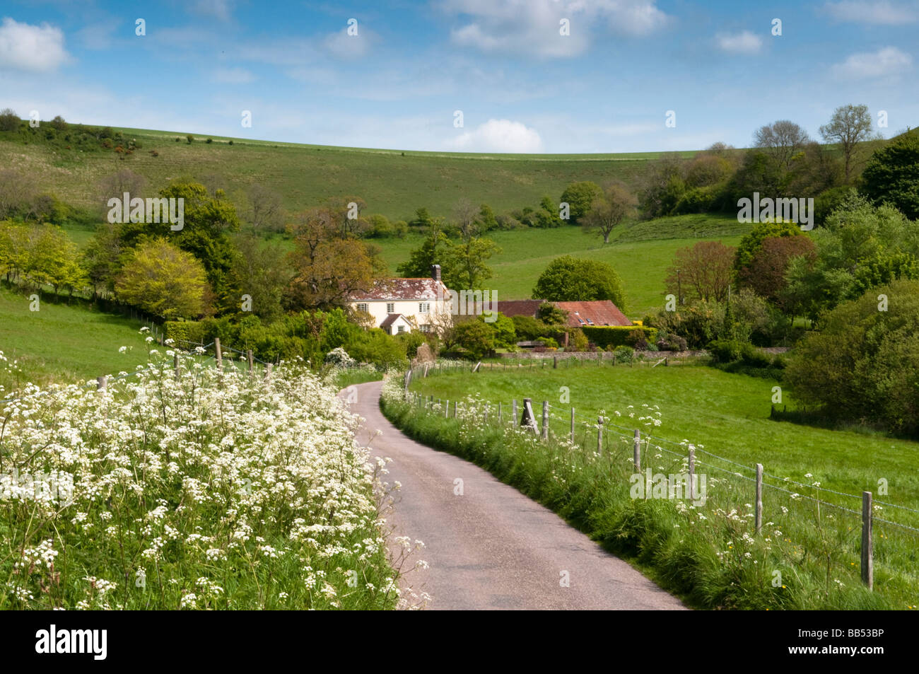 Country lane in spring, Pitcombe, near Littlebredy, Dorset Stock Photo