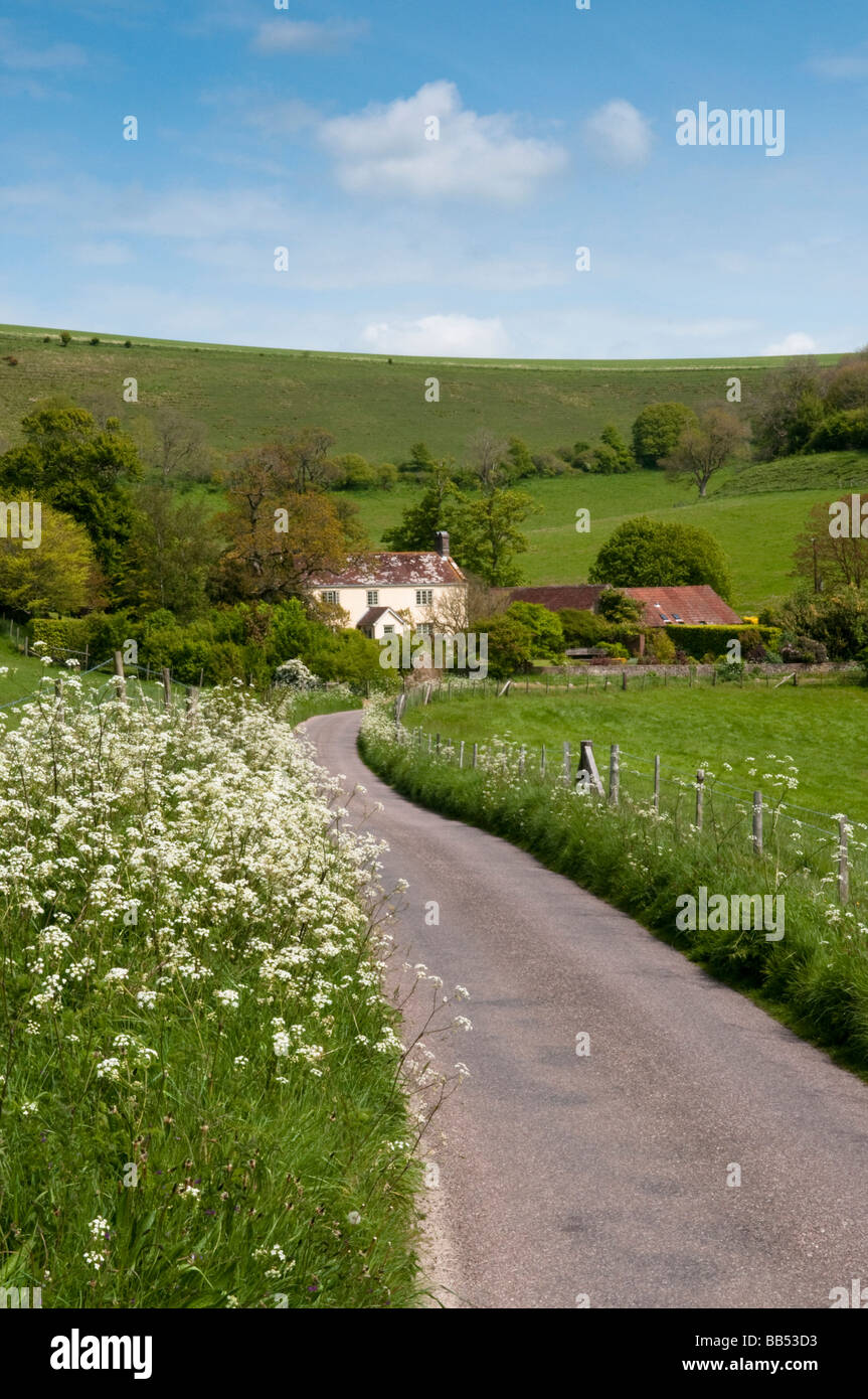 Country lane in spring, Pitcombe, near Littlebredy, England, Dorset, UK Stock Photo