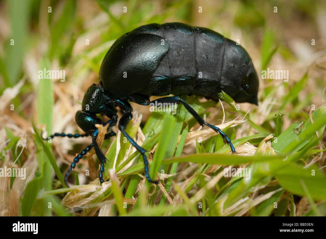 Oil beetle, Meloe proscarabeus Stock Photo