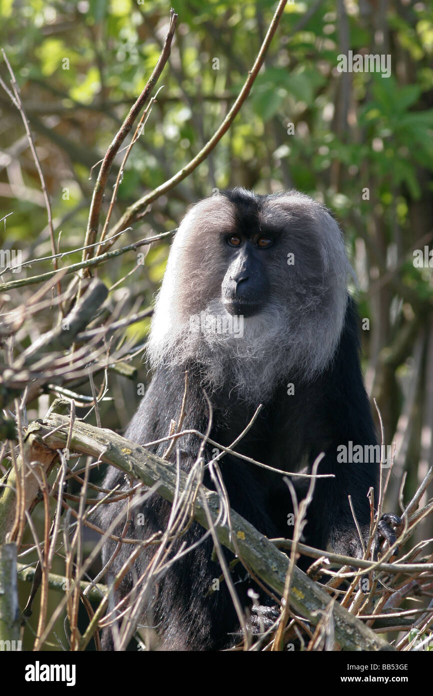 Adult male Lion tailed Macaque Stock Photo