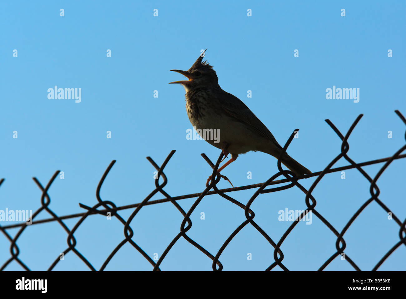 A silhouetted Crested Lark (Galerida cristata) singing on a fence, Lesvos, Greece Stock Photo