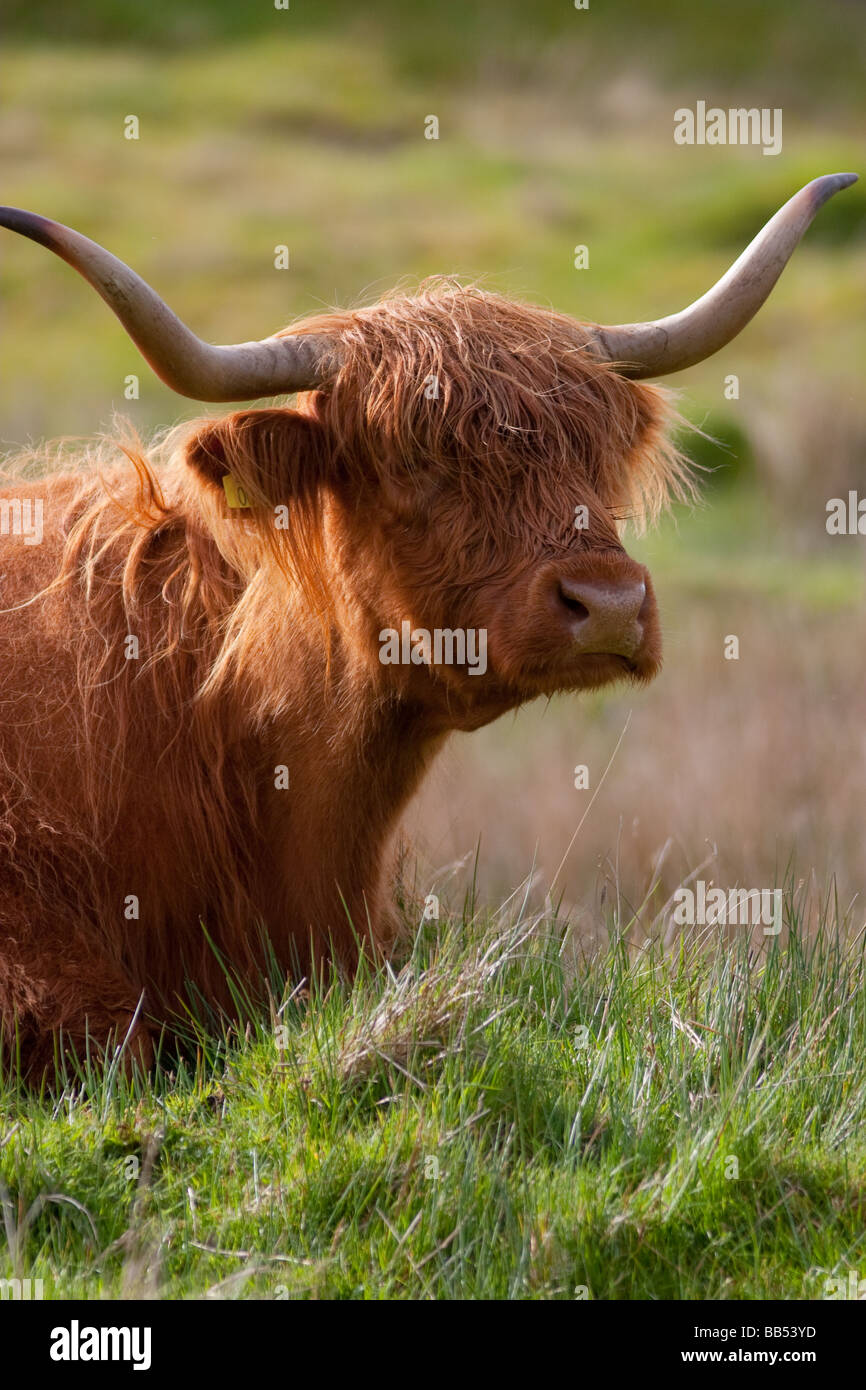 Hairy Highland Cow on the Isle of Mull, Scotland Stock Photo - Alamy