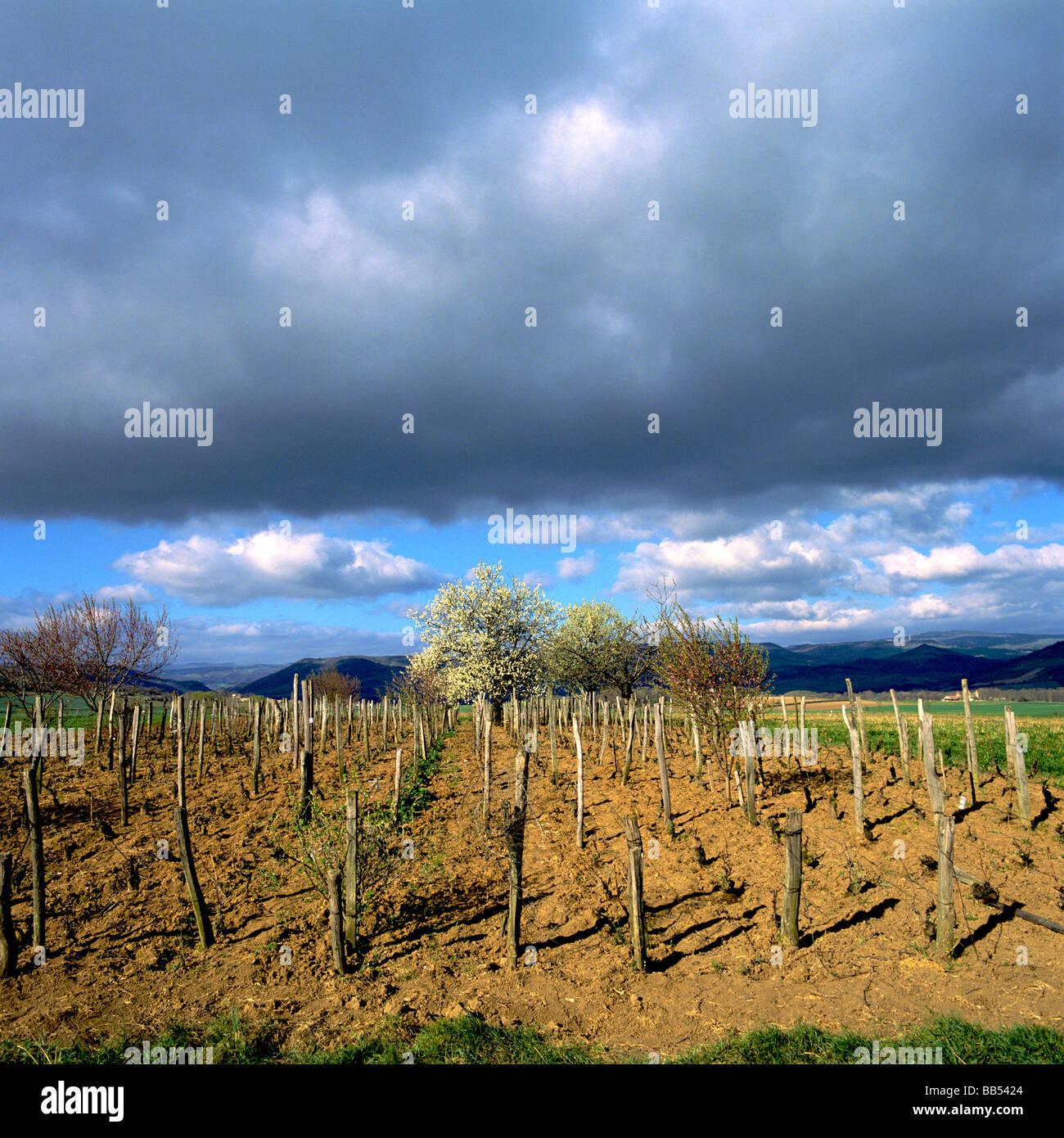 The vine of the earth hires stock photography and images Alamy