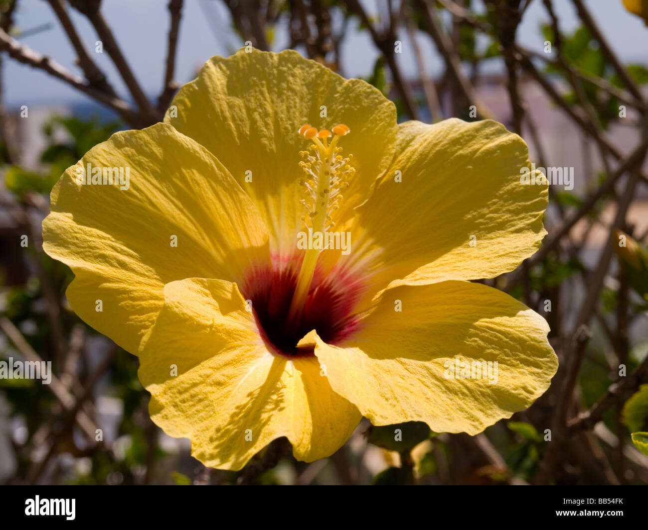 Yellow flowers in hedgerow hires stock photography and images Alamy