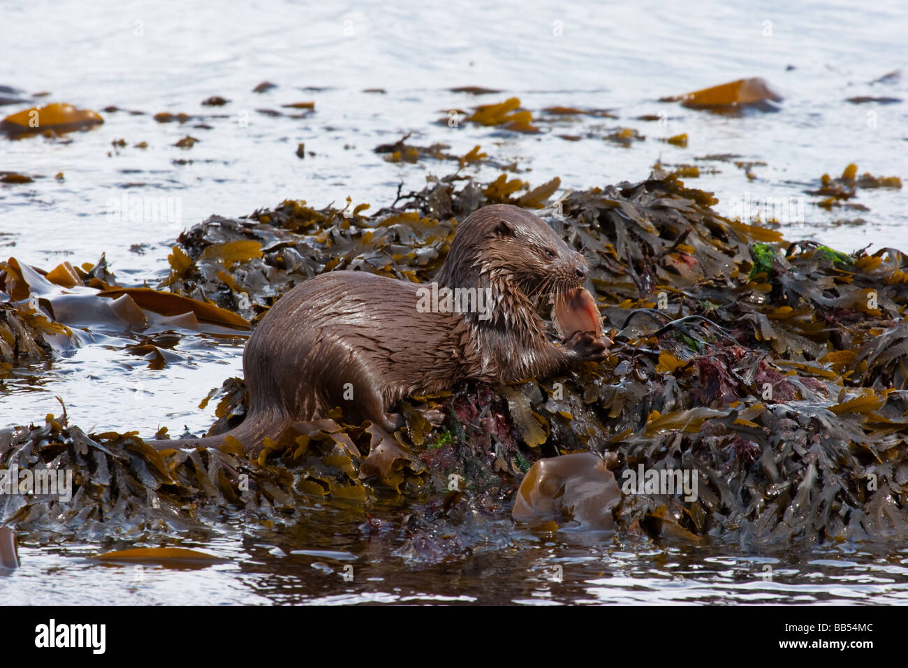 European otter (Lutra lutra) feeding in Loch na Keal, Isle of Mull, Scotland Stock Photo