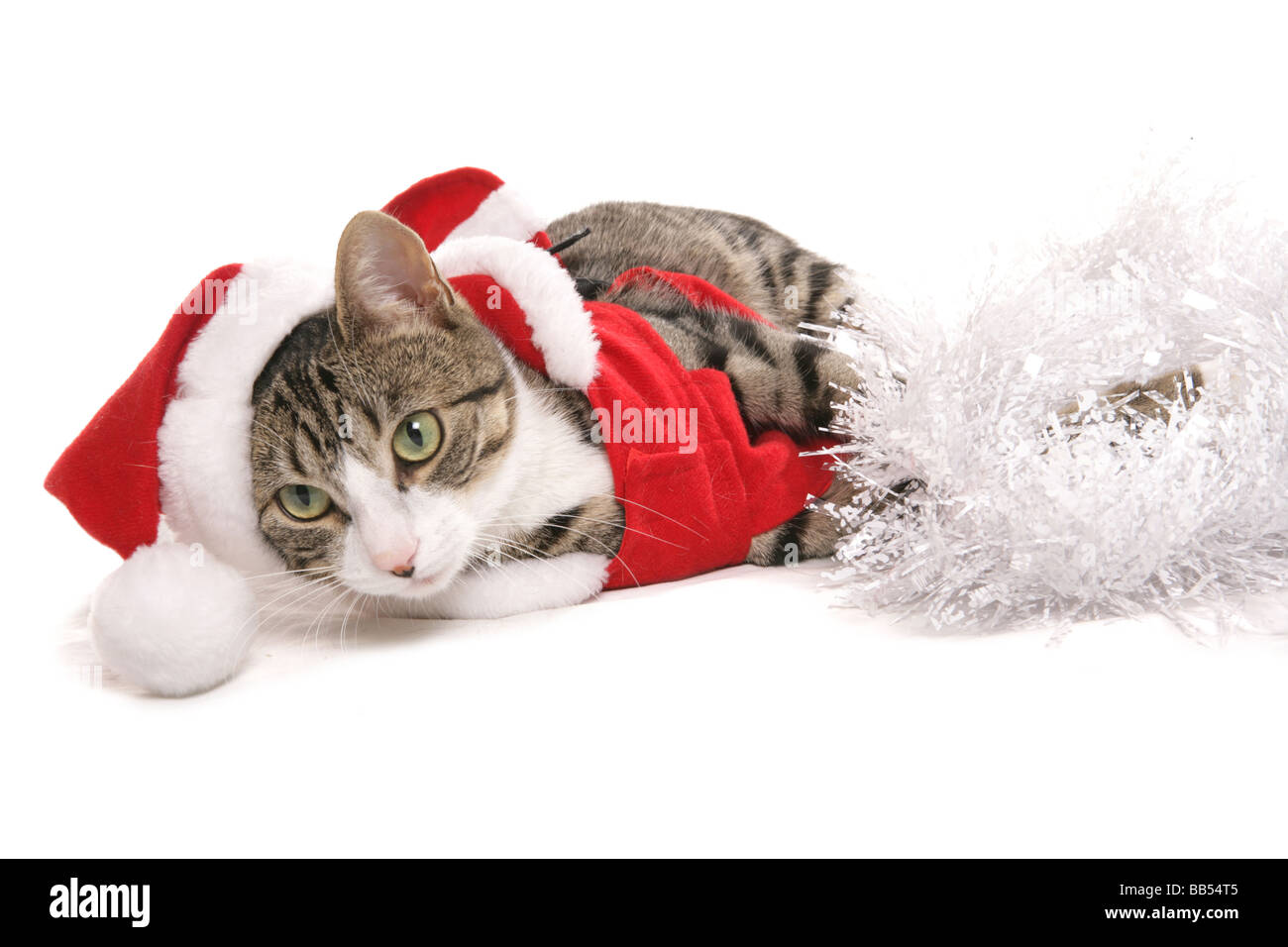 Pet cat dressed in christmas clothes Stock Photo