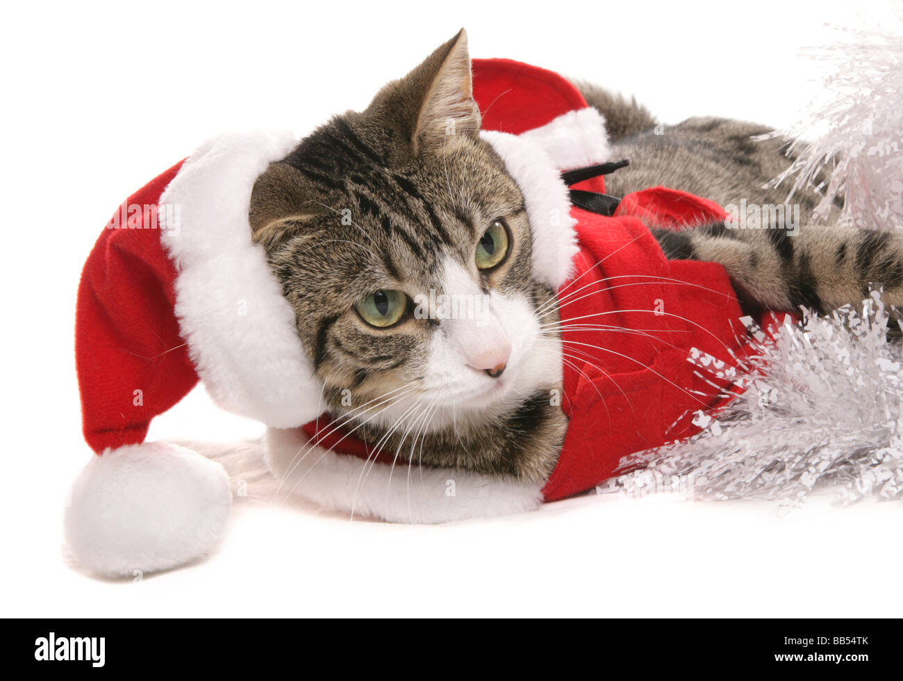 Dressed up pet hires stock photography and images Alamy