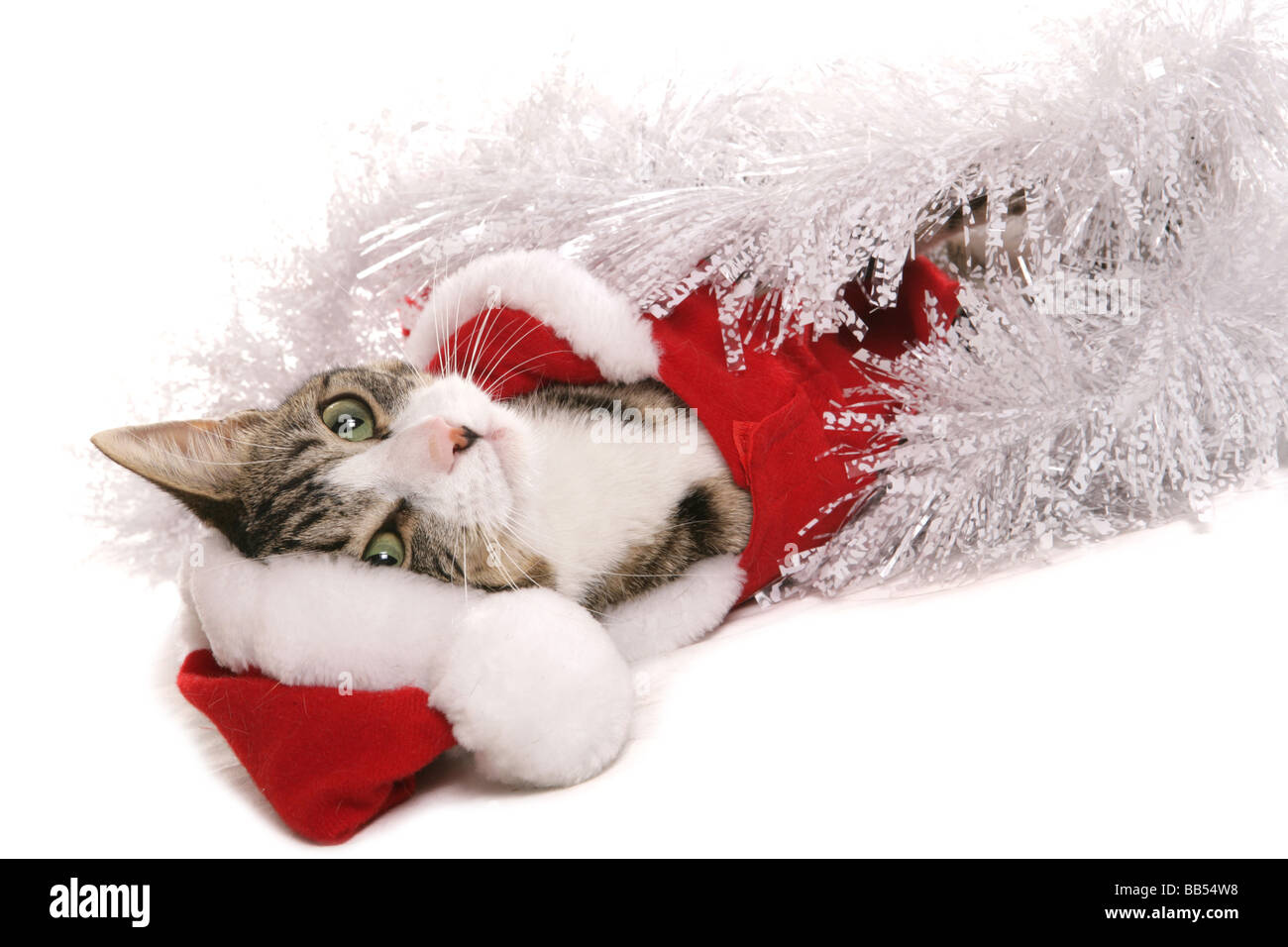 Pet cat dressed in christmas clothes Stock Photo