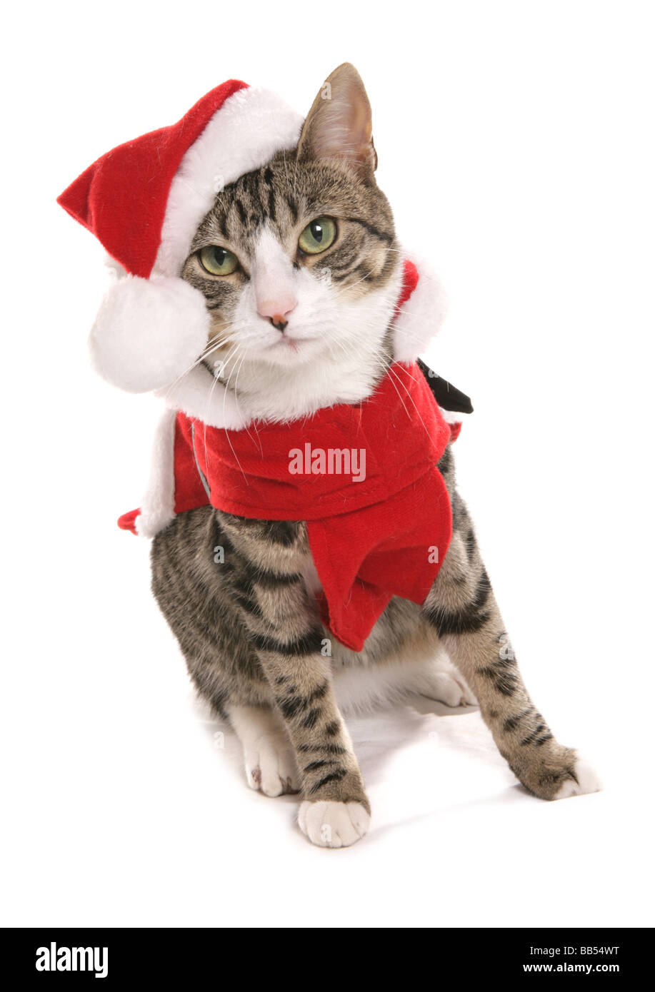 Pet cat dressed in christmas clothes Stock Photo