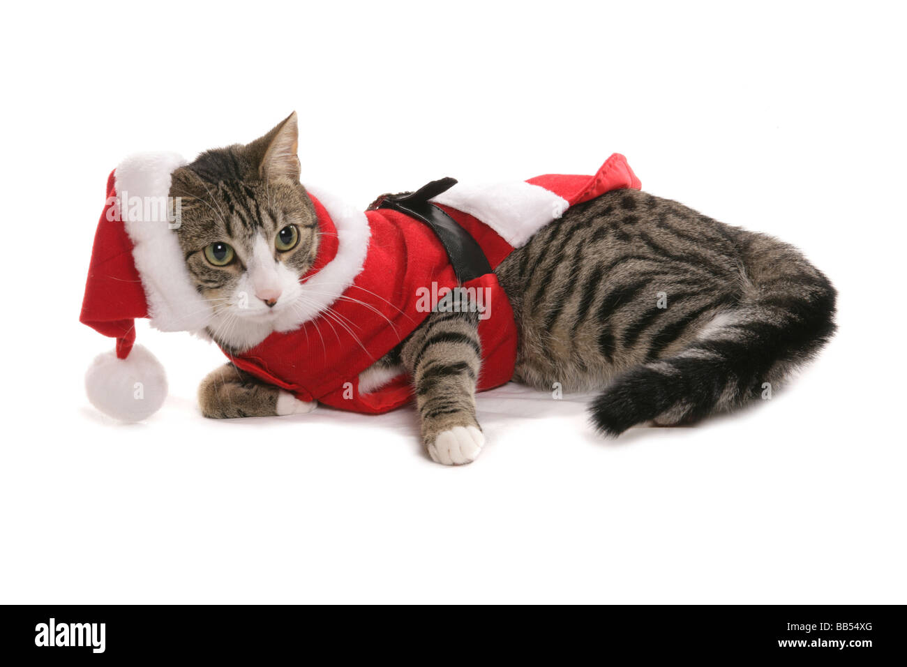 Pet cat dressed in christmas clothes Stock Photo