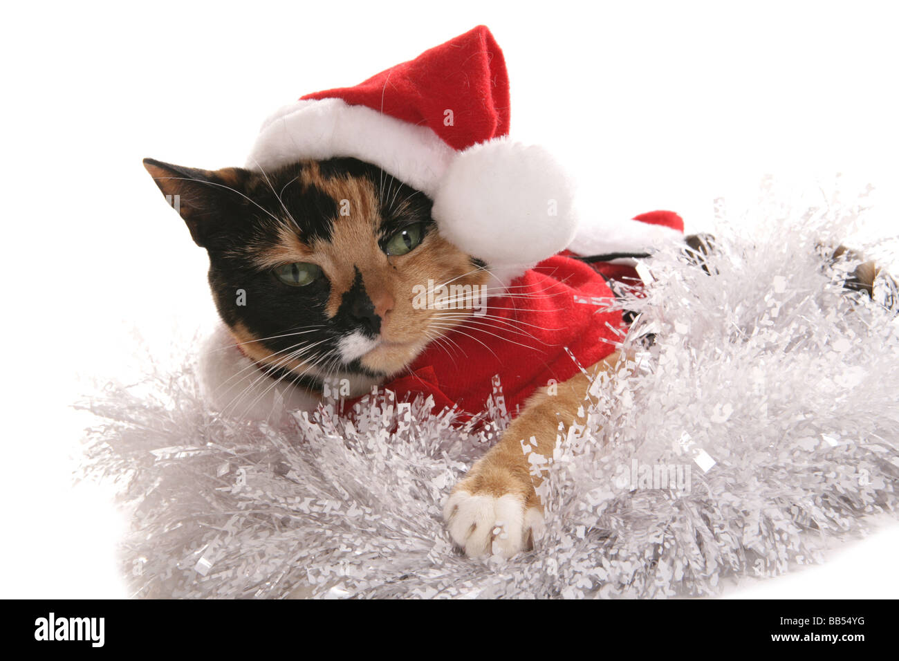 Pet cat dressed in christmas clothes Stock Photo