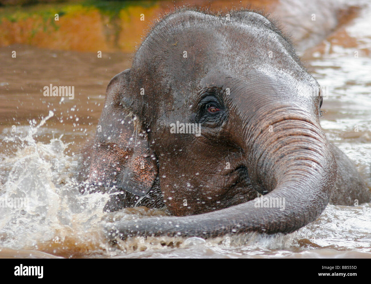 Asian elephant youngster playing in water Stock Photo