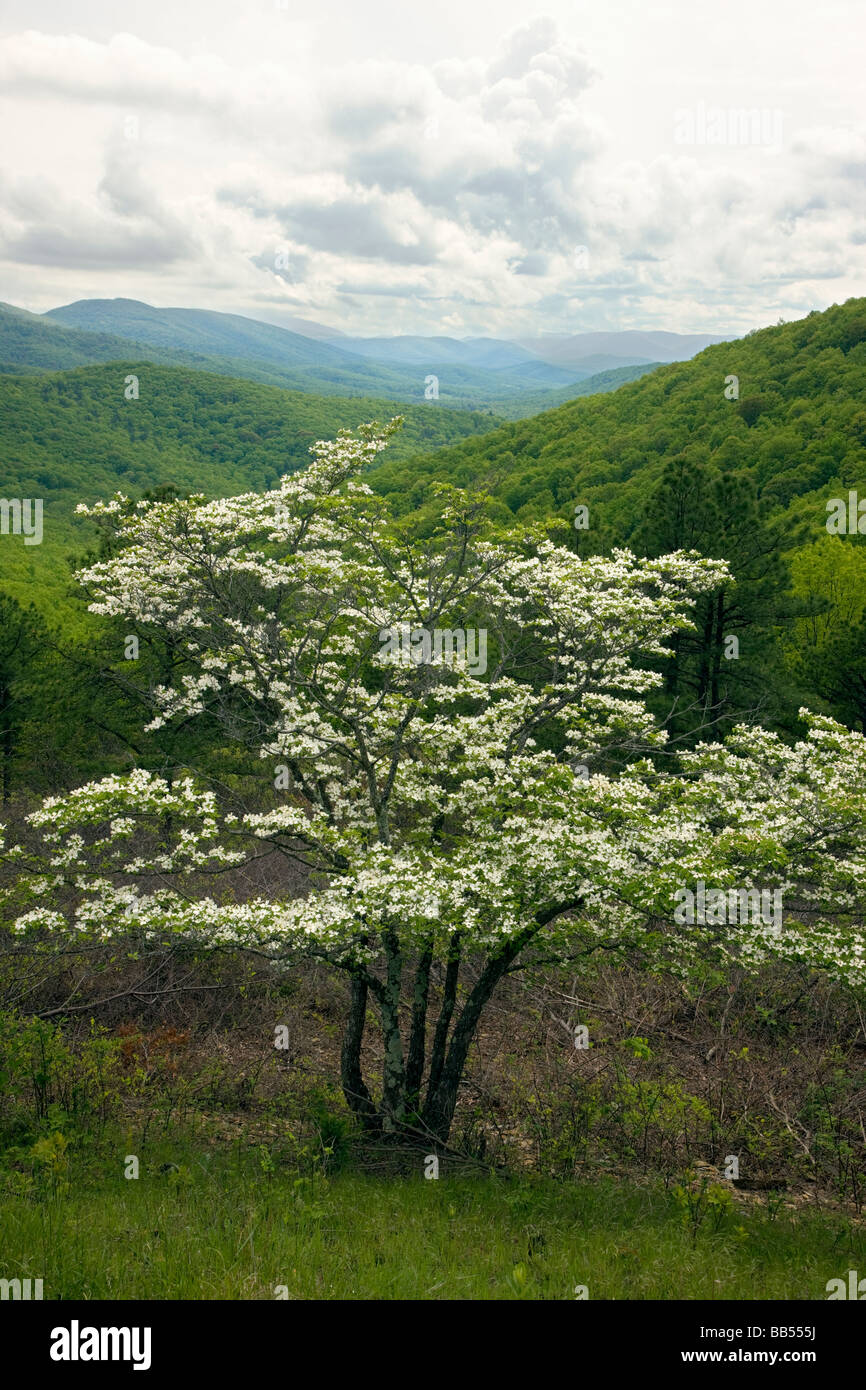 Dogwood Tree in springtime bloom Sawmill Run Overlook Skyline Drive in Shenandoah National Park Virginia USA Stock Photo