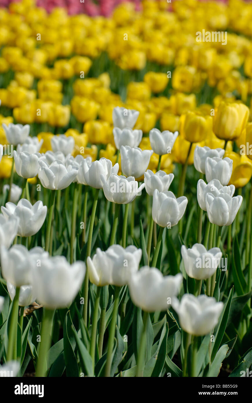Yellow and white tulips Stock Photo - Alamy