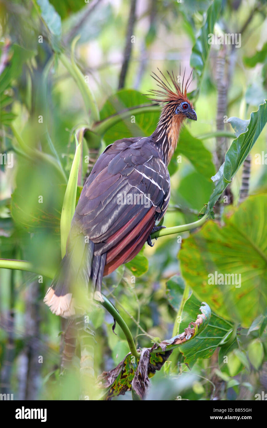 Hoatzin "stinky turkey" prehistoric looking bird in the Amazon