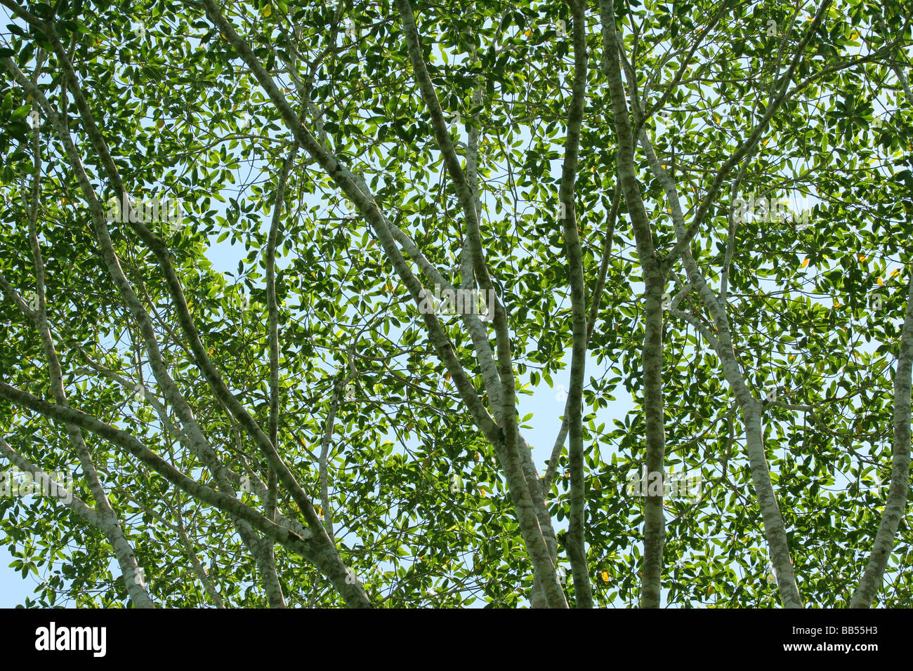 Green leaves, white branches, and blue sky tree pattern in the Amazon of Ecuador Stock Photo Alamy