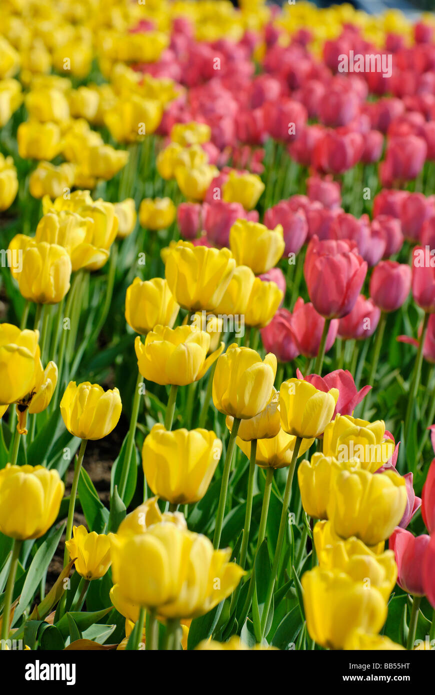 Yellow and pink tulips Stock Photo - Alamy