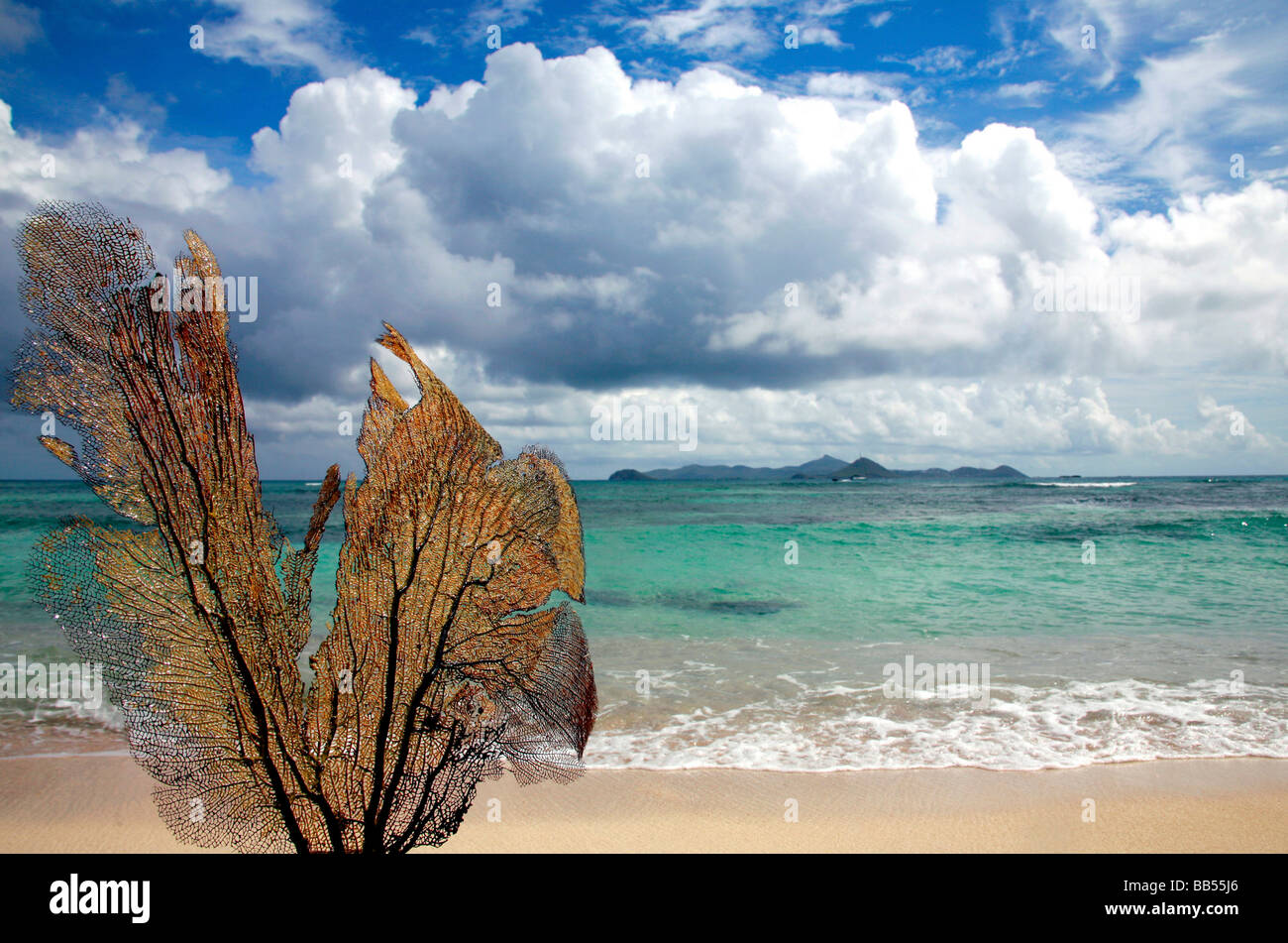 Caribbean Seaweed on beach Stock Photo