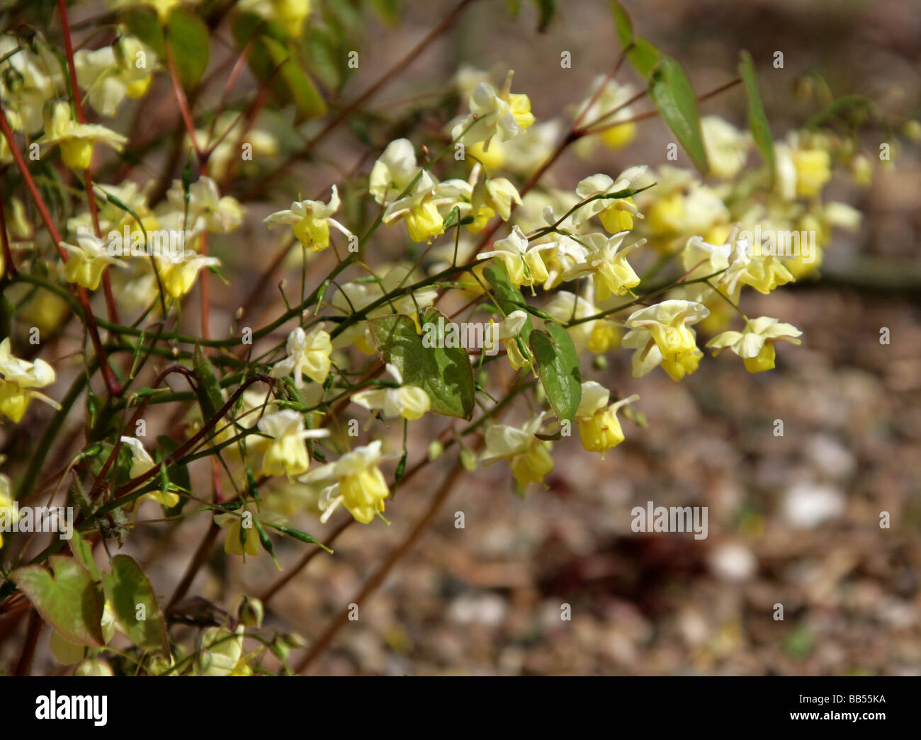 Barrenwort or Bishop's Hat, Epimedium versicolor 'Sulphureum', Berberidaceae Stock Photo