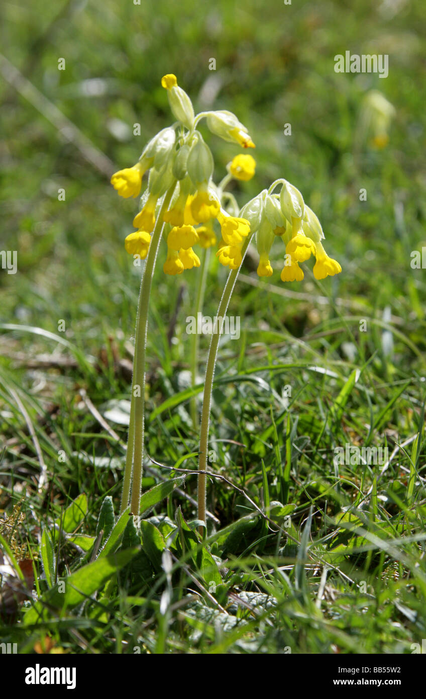 Cowslip, Primula veris, Primulaceae. A Common British Wild Flower. Stock Photo