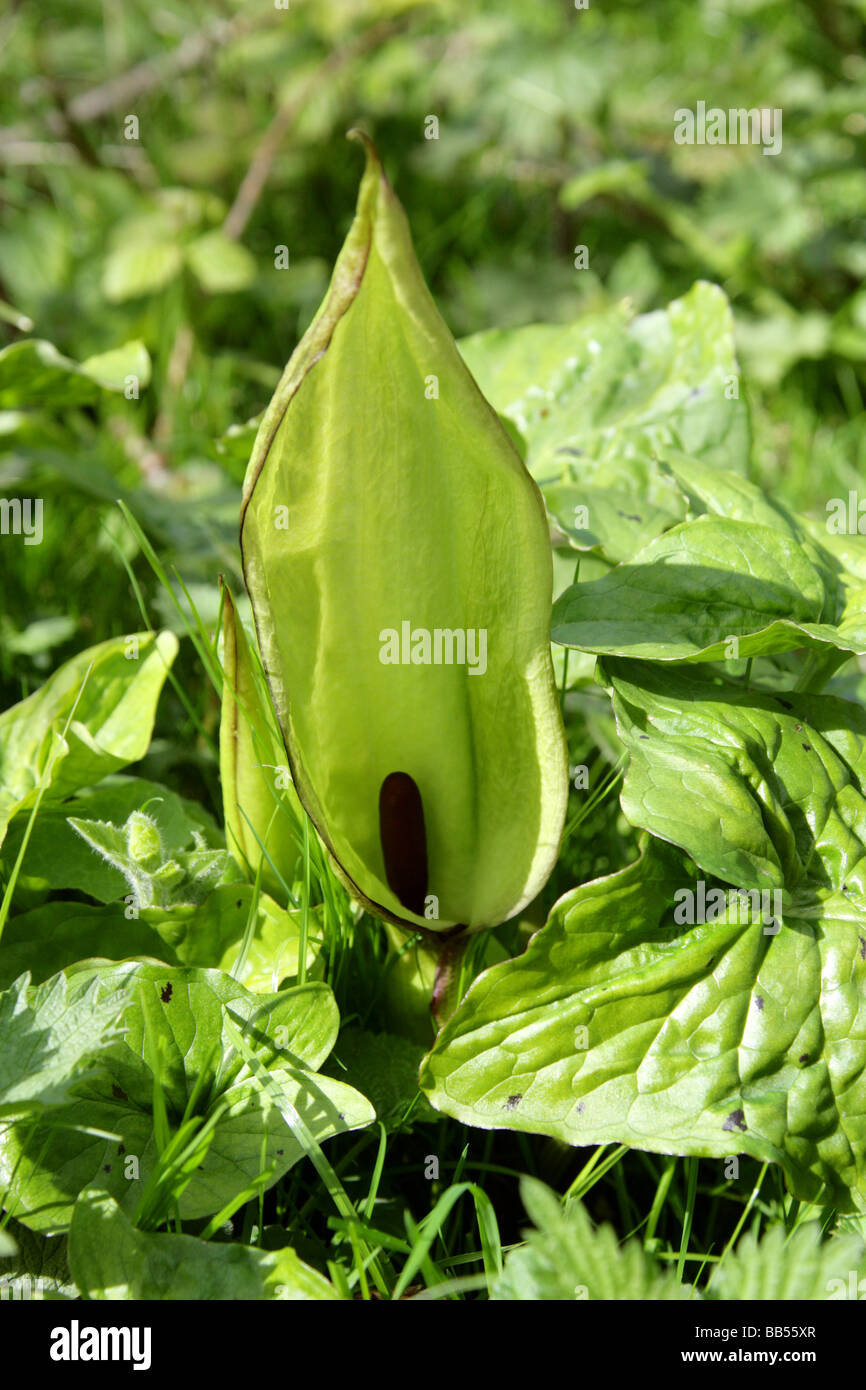 Cuckoo Pint, Arum maculatum, Araceae, Aka Lords and Ladies, Cuckoo Pintle and Wake Robin. Stock Photo