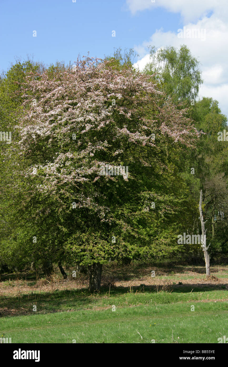Crab apple tree hires stock photography and images Alamy