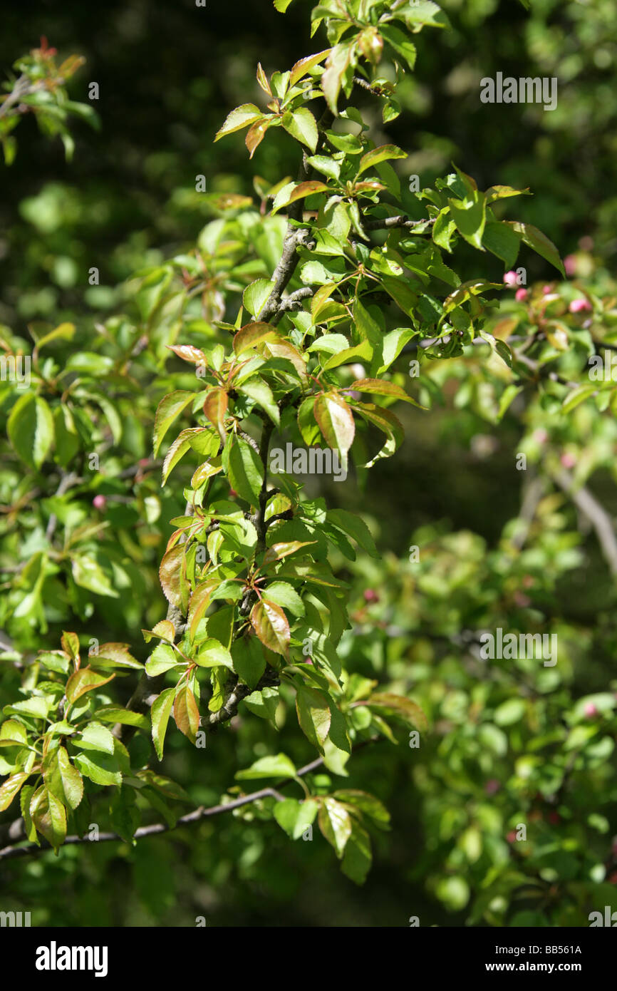 Crab Apple Tree, Malus sylvestris, Rosaceae Stock Photo