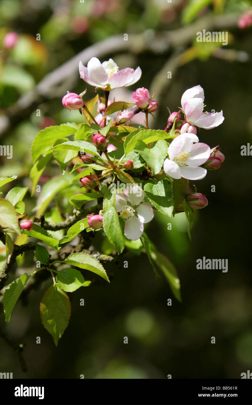 Crab Apple Tree, Malus sylvestris, Rosaceae Stock Photo