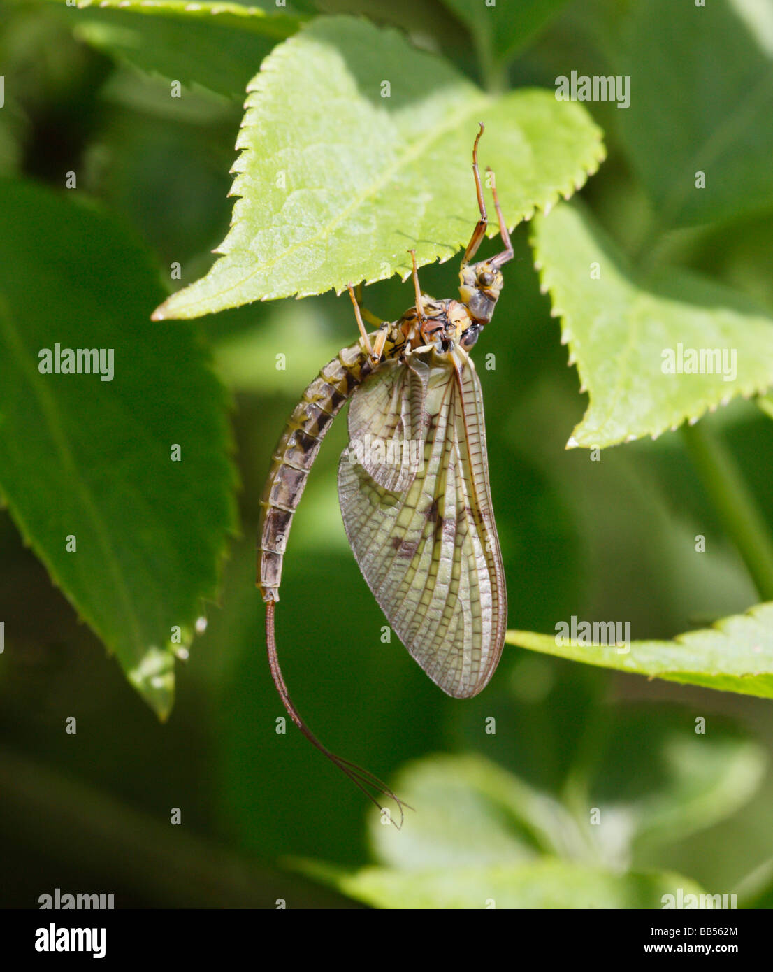 Mayfly resting on underside of Elderberry bush Stock Photo