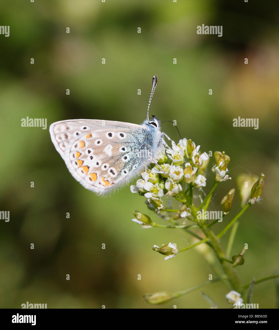 Common Blue Butterfly showing underwings Stock Photo