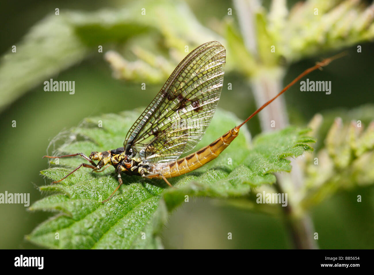 Mayfly resting on nettle leaf. Stock Photo