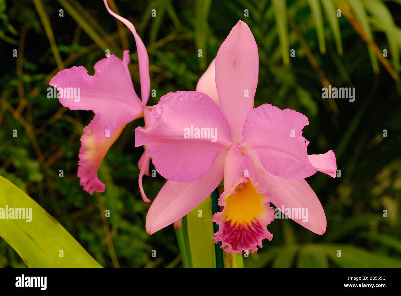 Orchid Laeliocattleya sp. hybrid, Orchidaceae Stock Photo