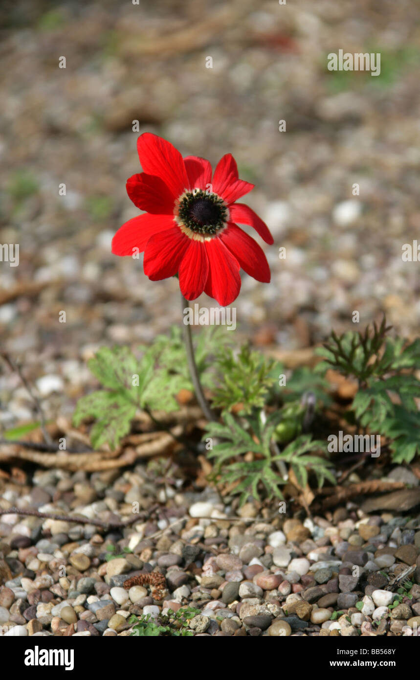 Scarlet Windflower, Anemone fulgens, Ranunculaceae. Aka Blood Drops of Christ, Flame Anemone, Robin Hood or Scarlet-and-John Stock Photo