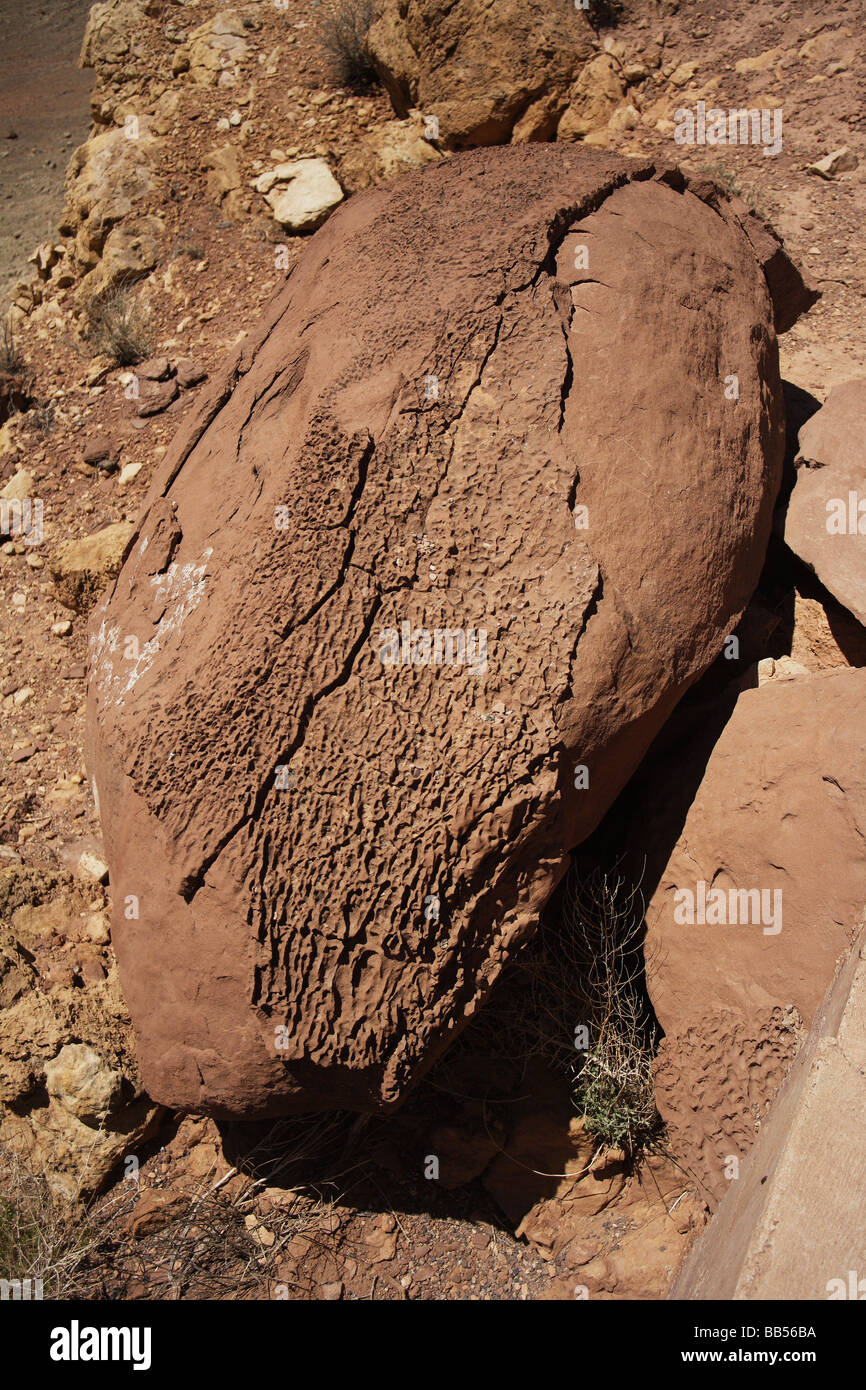 Geology,boulder with fossil bark layer Stock Photo