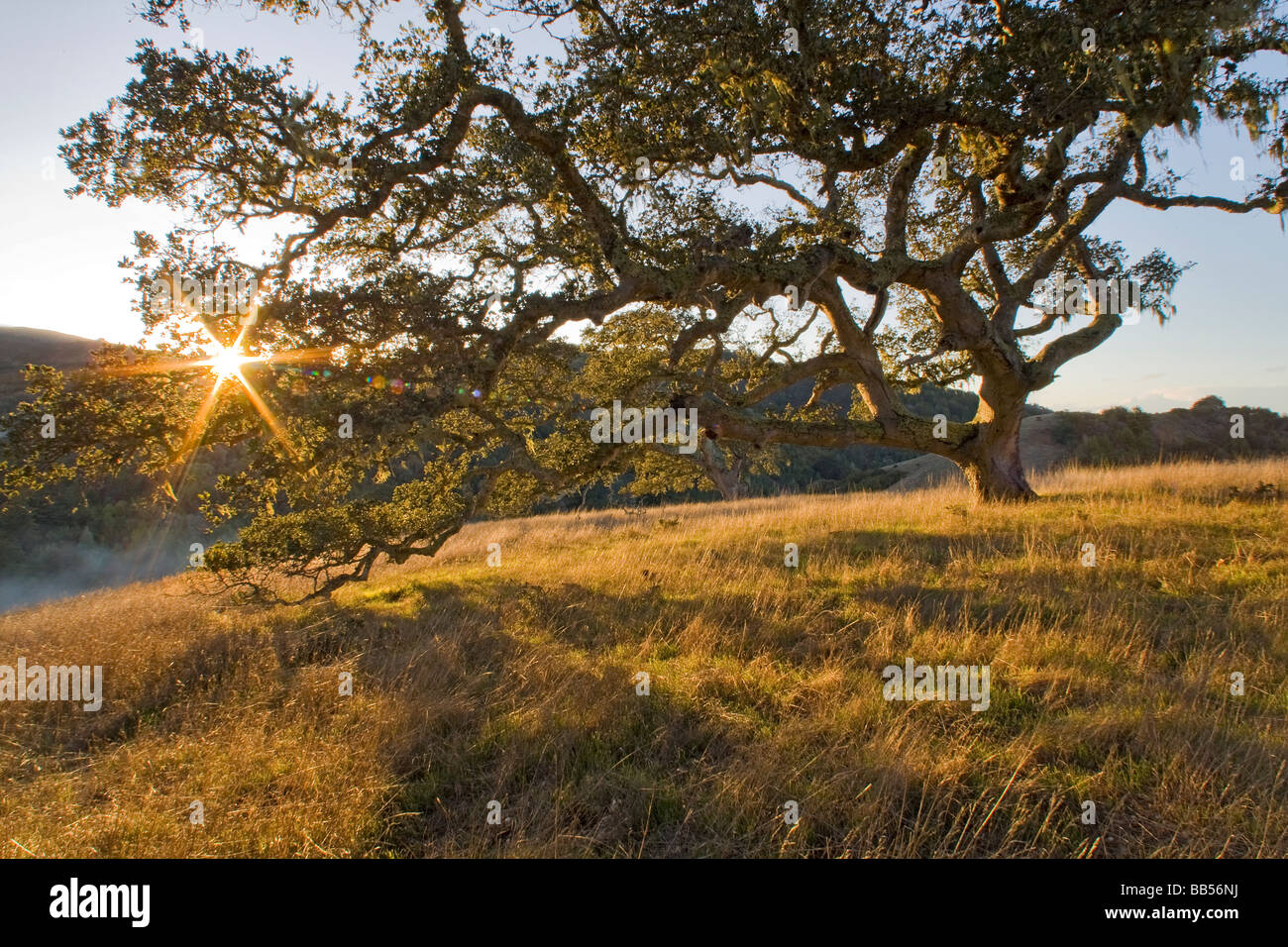 Coast Live Oak Tree and Grassland - Santa Lucia Preserve, California. Stock Photo