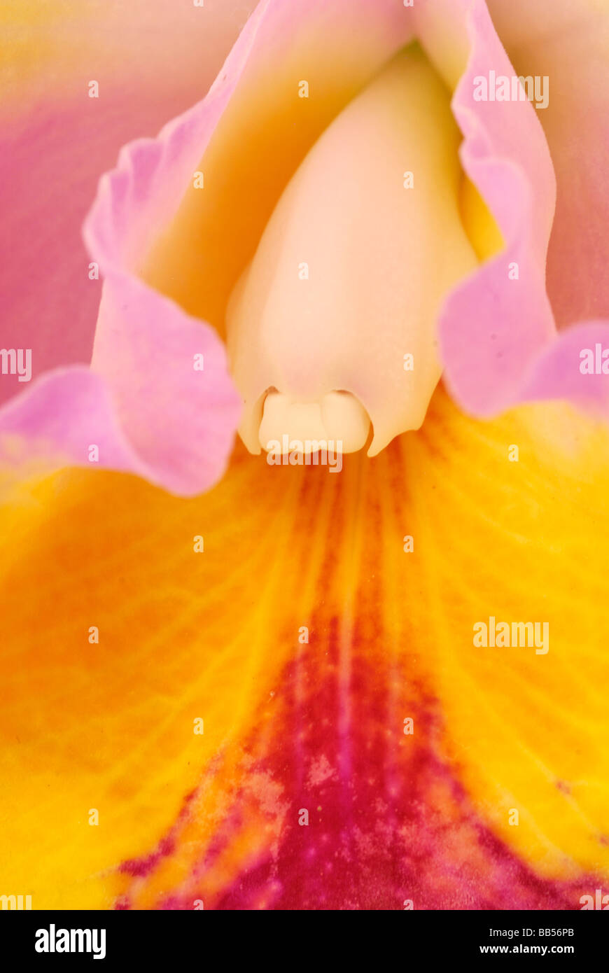 Close up of Orchid Cattleya sp., Orchidaceae Stock Photo