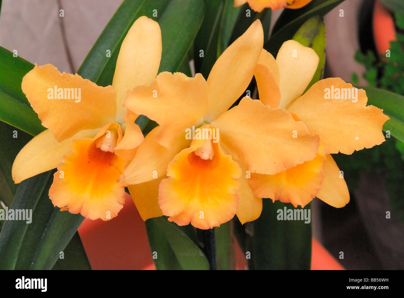 Orchid Cattleya sp. 'Mini', Orchidaceae Stock Photo